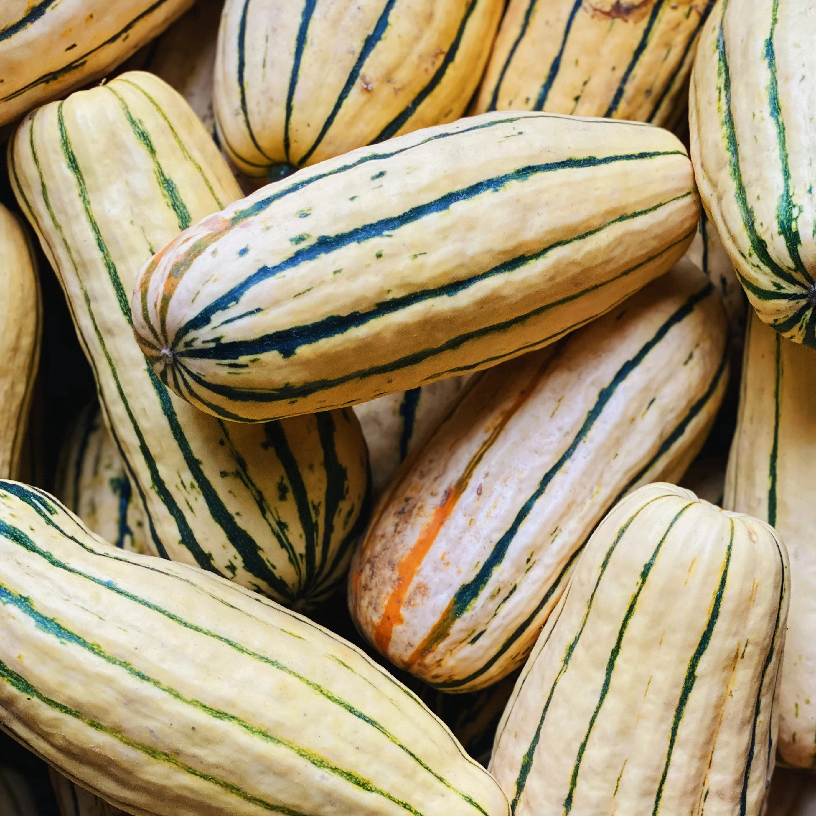 BC-Grown Organic Delicata Squash