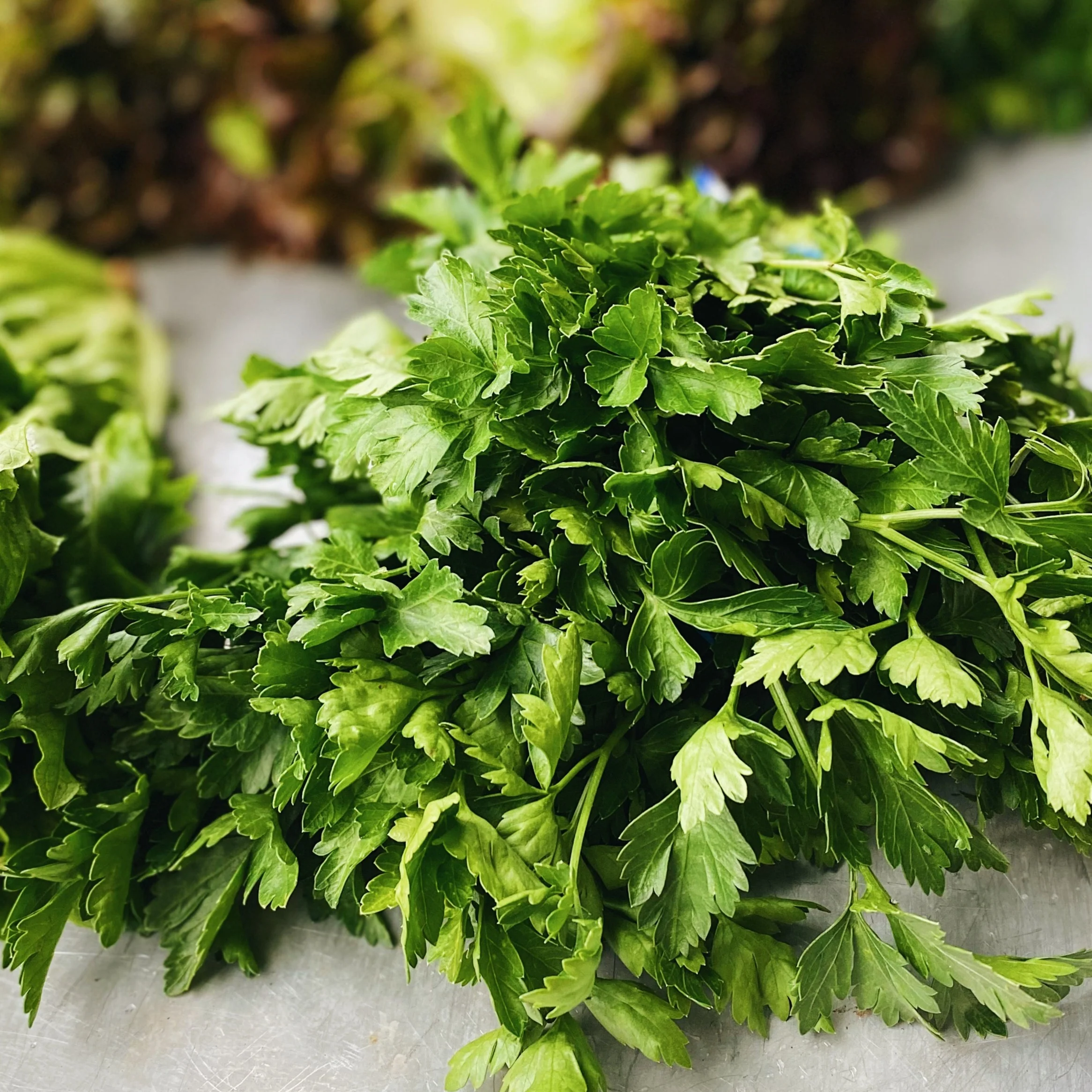 Organic Italian Parsley