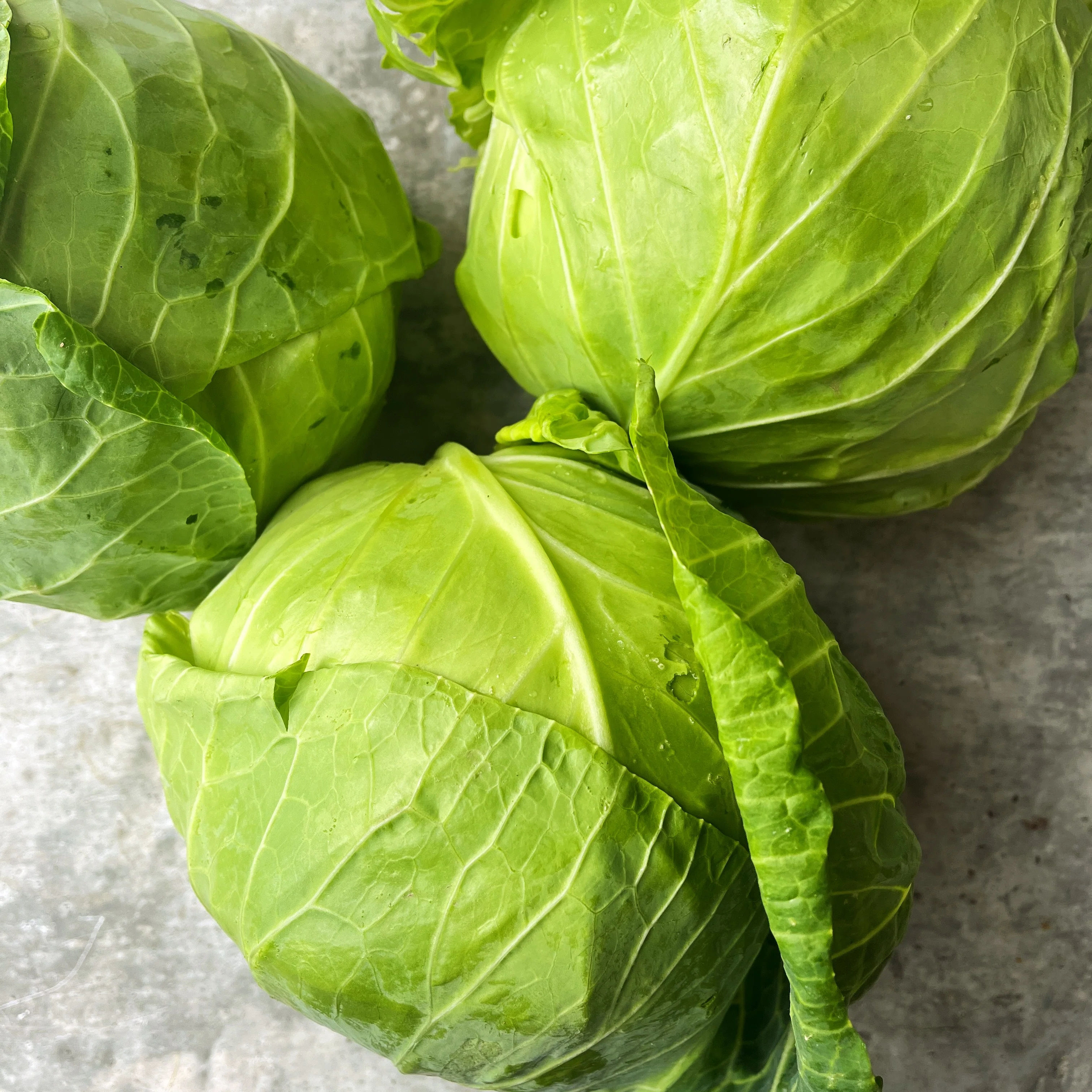 BC-Grown Organic Green Cabbage