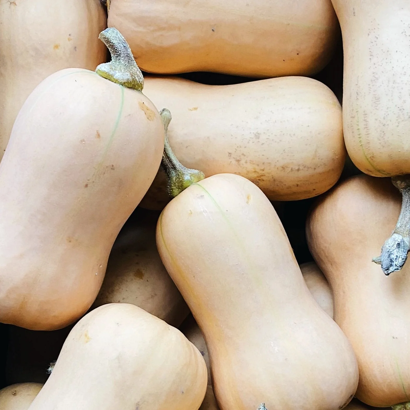 Premium Organic Butternut Squash