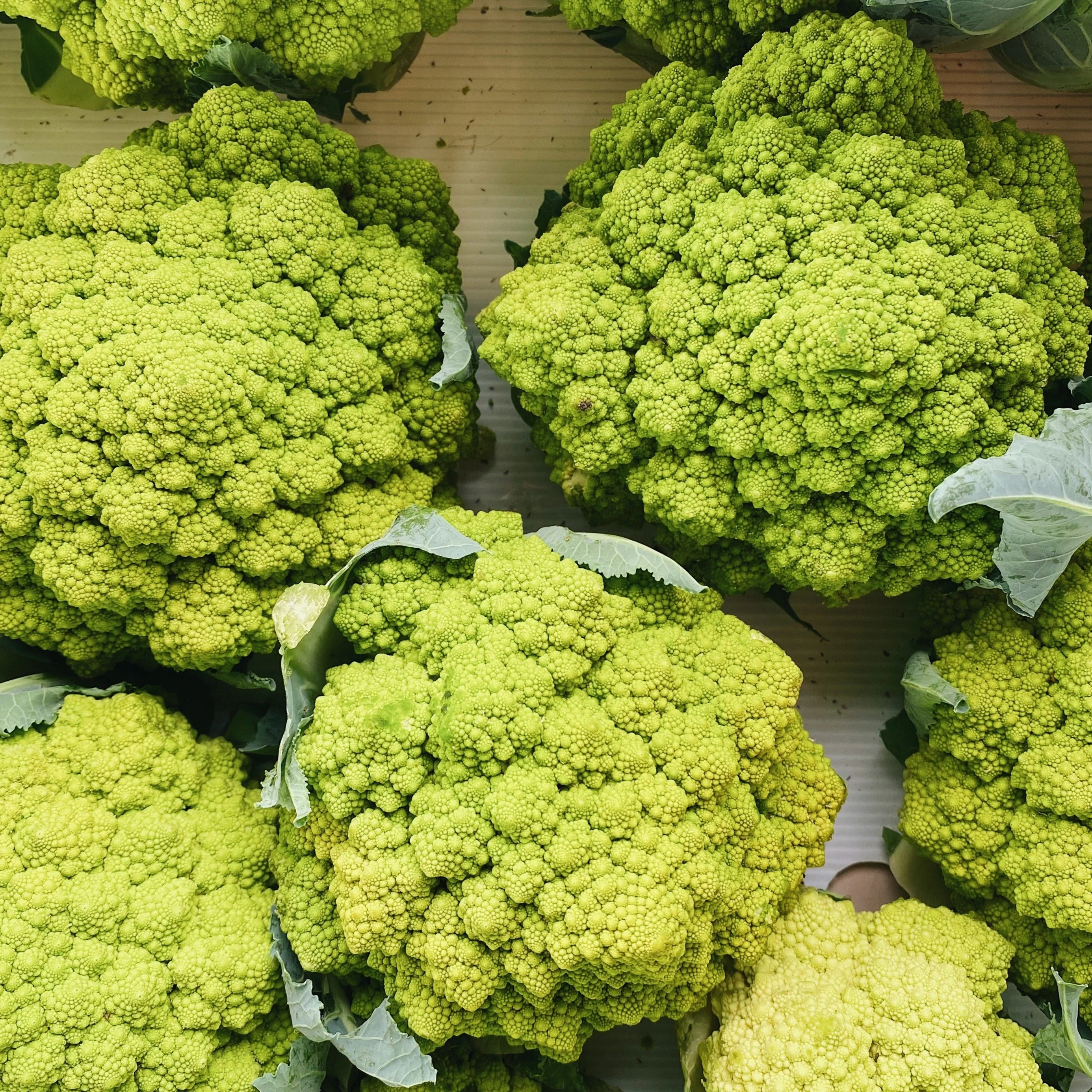 Premium Organic Romanesco Cauliflower